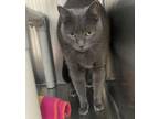 Adopt Jinxy a Domestic Short Hair