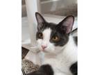 Adopt Hermoine a Domestic Short Hair