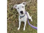 Adopt Dottie* a Mixed Breed