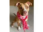 Adopt Butters - the Pocket Pitty a American Staffordshire Terrier
