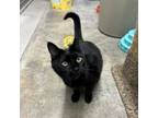Adopt Babes ( Bonded to Mabes ) a Domestic Short Hair