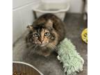 Adopt Mabes ( Bonded to Babes ) a Domestic Medium Hair