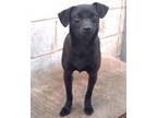 Adopt Lola (32) a Black Labrador Retriever