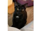 Adopt Finley23 a Domestic Short Hair