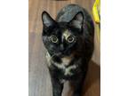 Adopt MAPLE a Domestic Short Hair