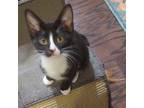 Adopt Tikki a Tuxedo, Domestic Short Hair