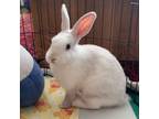 Adopt Miffy a Bunny Rabbit