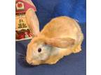 Adopt Saffron - Precious Female Baby Bunny! a Lop Eared