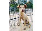 Adopt CHLOE a Labrador Retriever