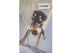 Adopt CANDY a Labrador Retriever