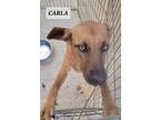 Adopt CARLA a Labrador Retriever