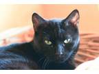 Adopt Tootsie a Domestic Short Hair