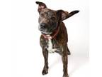 Adopt Rachel a American Staffordshire Terrier