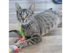 Adopt Enola a Domestic Short Hair, Tabby