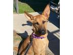 Adopt ROO a Shepherd, German Shepherd Dog