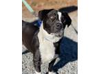 Adopt Floozie a Border Collie, Corgi