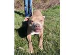 Adopt Bella a Pit Bull Terrier