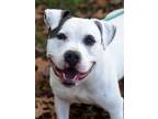 Adopt Abby a Pit Bull Terrier, Hound