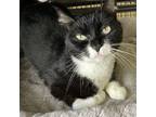 Adopt Sylvia a Domestic Short Hair