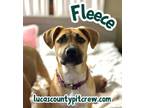 Adopt Fleece a Labrador Retriever, Pit Bull Terrier