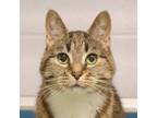 Adopt Agnes a Domestic Short Hair