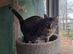 Adopt Mandy a Domestic Short Hair