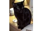 Adopt Hazel Rose a Domestic Short Hair