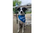 Adopt Noelle a Australian Shepherd, Terrier