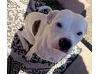 Adopt Boo a Pit Bull Terrier