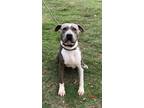 Adopt Mazy a American Staffordshire Terrier