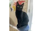 Adopt Frankenstein a Domestic Short Hair