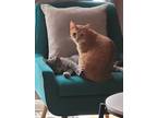 Adopt Ansel and Aura a Abyssinian