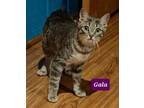 Adopt Charlie and Gala a Abyssinian, Extra-Toes Cat / Hemingway Polydactyl