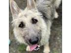 Adopt Gigi a Schnauzer, German Shepherd Dog