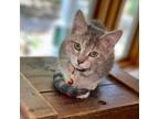 Adopt Olive a Domestic Short Hair