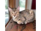 Adopt Gracie Mae a Domestic Short Hair