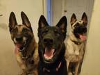 Adopt The 3 Amigas! Girls Just Wanna Have Fun! a German Shepherd Dog