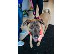 Adopt Zoey a Belgian Shepherd / Malinois, Black Mouth Cur