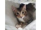 Adopt Honda a Domestic Short Hair, Abyssinian