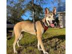 Adopt Bunny a Belgian Shepherd / Malinois, Siberian Husky