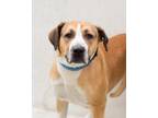 Adopt DAISY a Foxhound, Mixed Breed