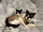 Adopt Mimi and Nina BONDED ( Mom and Daughter) a Snowshoe