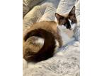 Adopt Mocha and Cappuccino BONDED ( sisters) a Snowshoe
