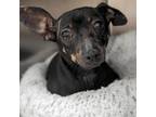 Adopt Dominique a Dachshund