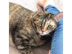 Adopt Addy a Domestic Short Hair