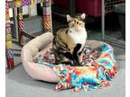 Adopt Cali a Calico