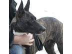 Adopt Zara a Black Labrador Retriever, Boxer