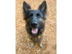 Adopt Willow a German Shepherd Dog