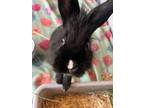 Adopt Tippy a Lionhead, Bunny Rabbit