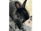 Adopt Terra a Lionhead, Bunny Rabbit